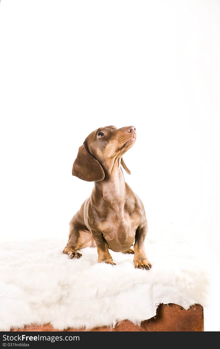 Adorable dachshund isolated