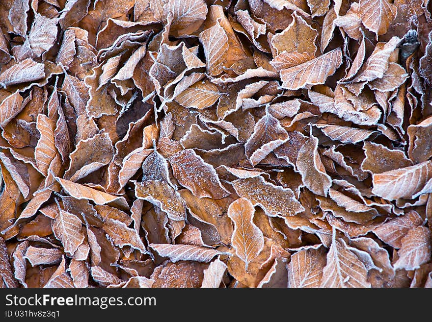 Background of frosty leaves on a cold fall morning