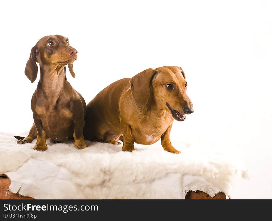 Two dachshund dog isolated on white background. Two dachshund dog isolated on white background