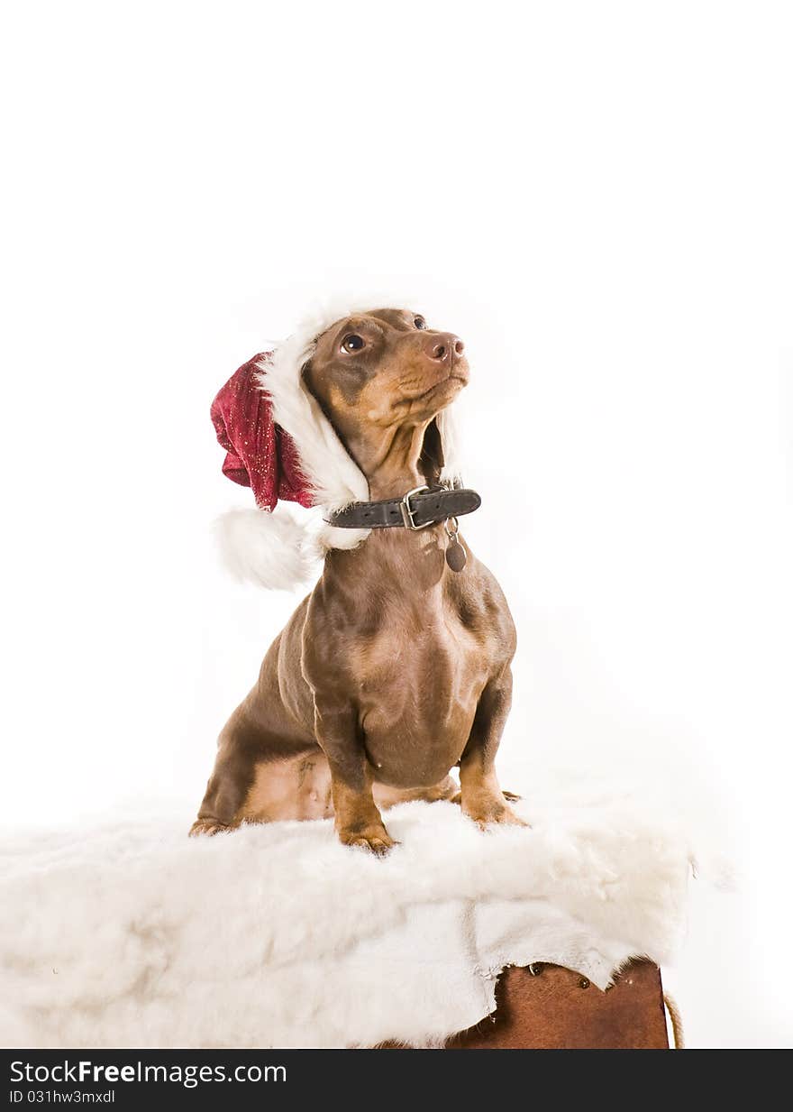 Xmas dachshund dog isolated on white background. Xmas dachshund dog isolated on white background