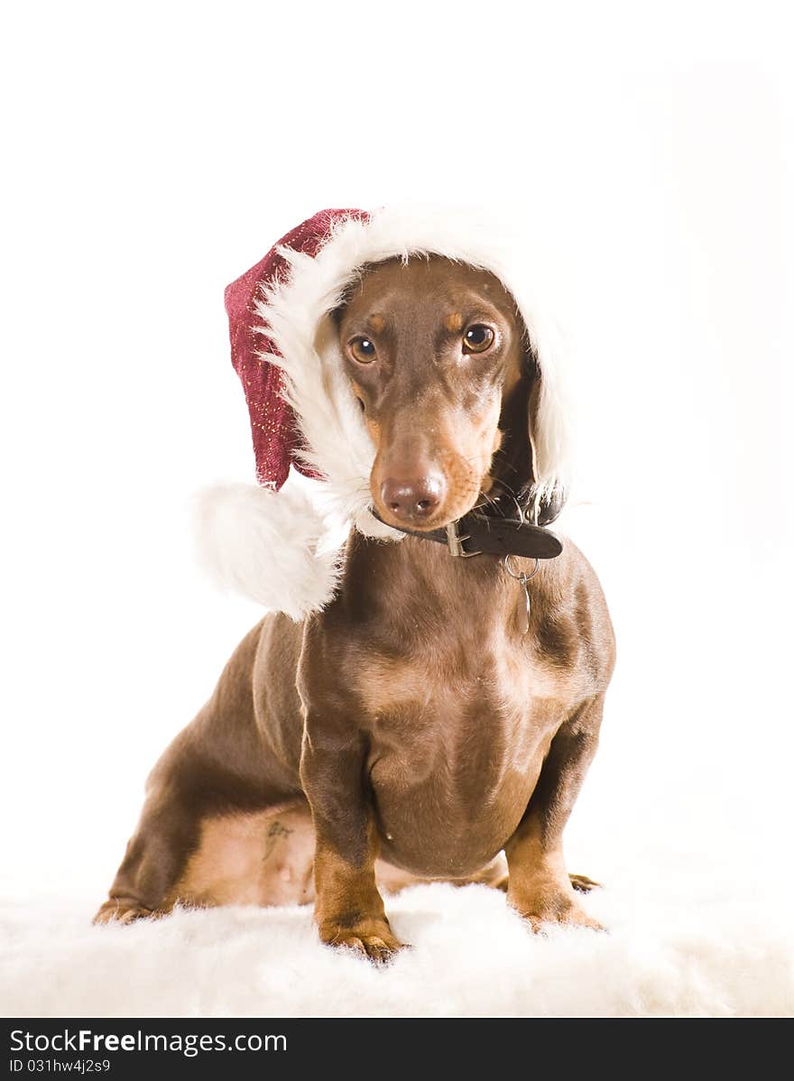 Xmas dachshund dog isolated on white background. Xmas dachshund dog isolated on white background