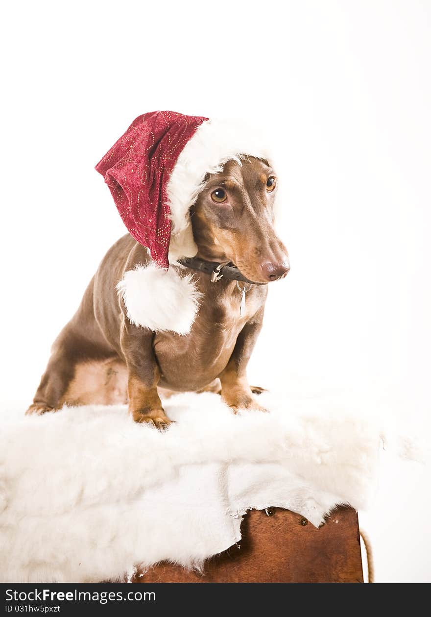 Xmas dachshund dog isolated on white background. Xmas dachshund dog isolated on white background