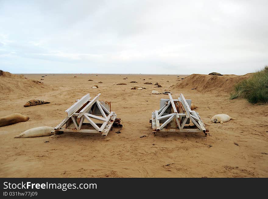 Donna Nook Seal Colony