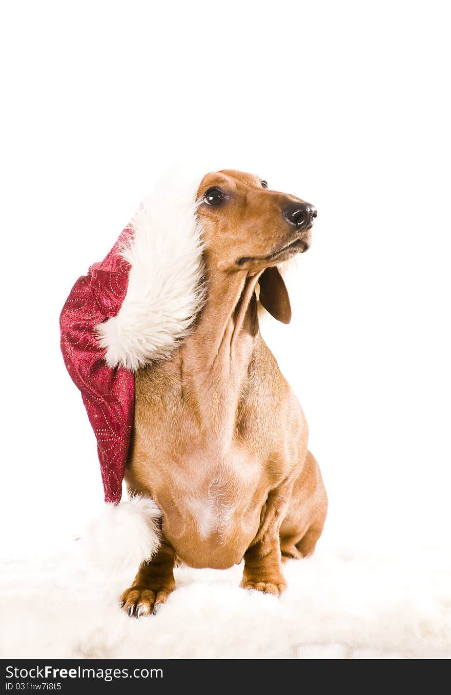 Xmas dachshund dog isolated on white background. Xmas dachshund dog isolated on white background