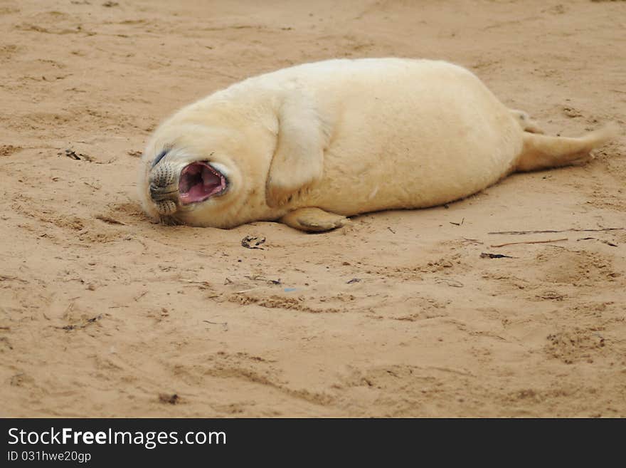 Grey seal pup yawns on the sand at Donna Nook Lincolnshire beach colony, United Kingdom. Grey seal pup yawns on the sand at Donna Nook Lincolnshire beach colony, United Kingdom