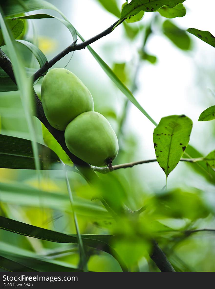 Details of green pear fruit in a garden