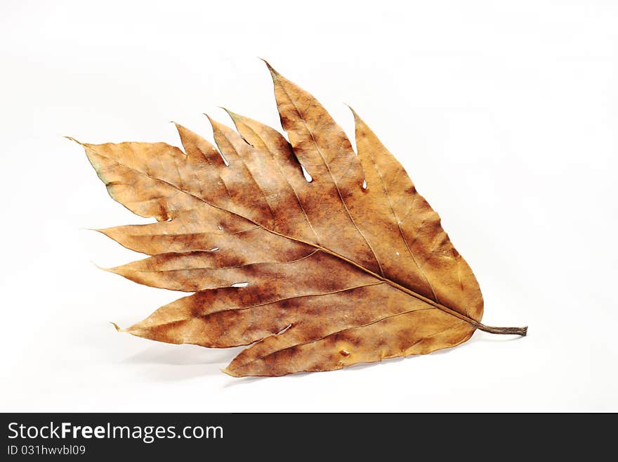 Golden brown dried leaf on white background