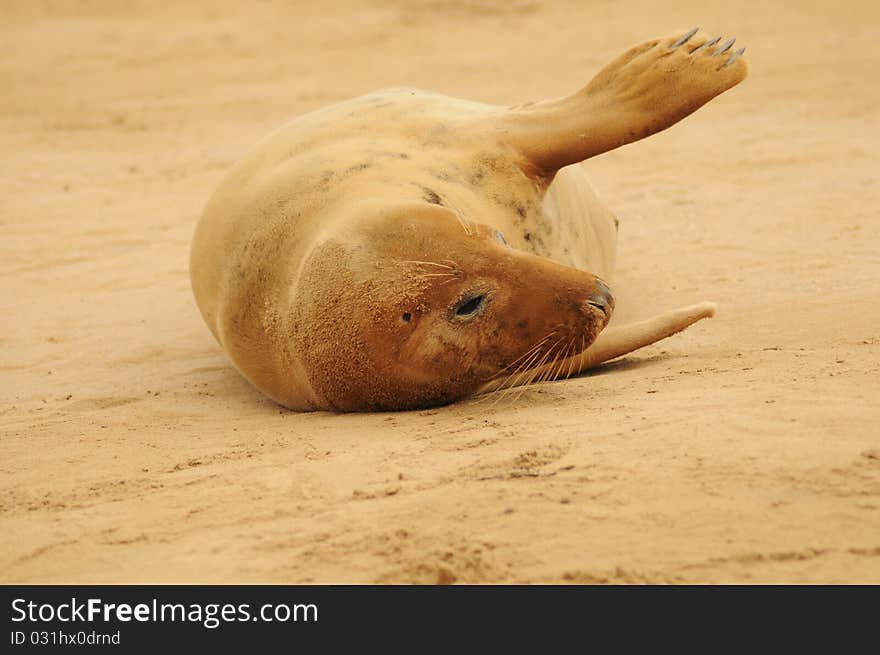 Grey seal female