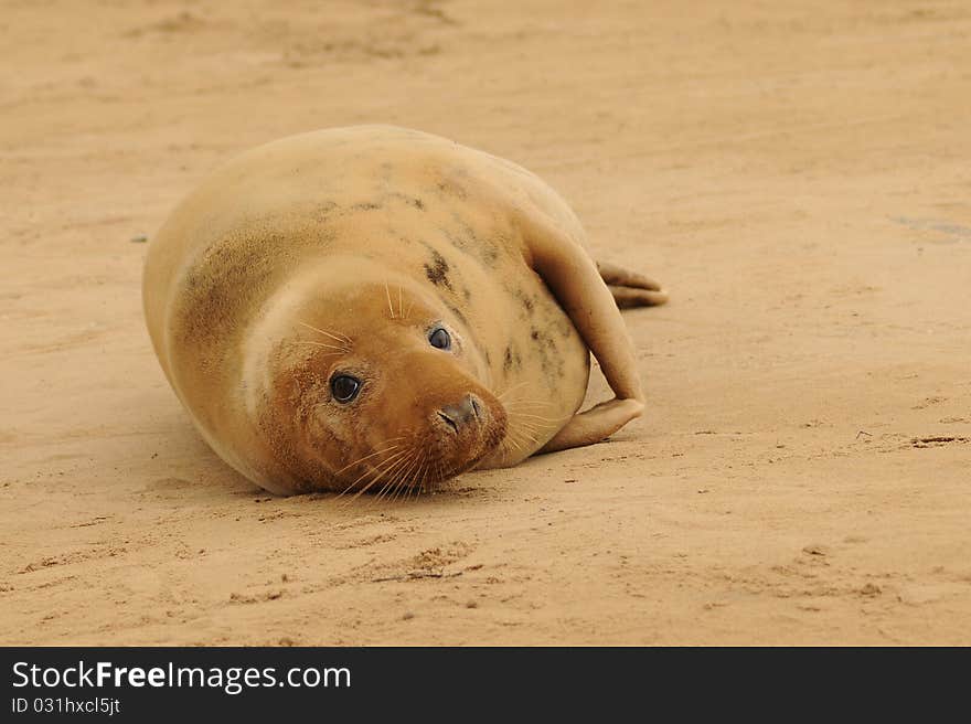 Relaxed grey seal female on the sand at Donna Nook Lincolnshire beach colony, United Kingdom