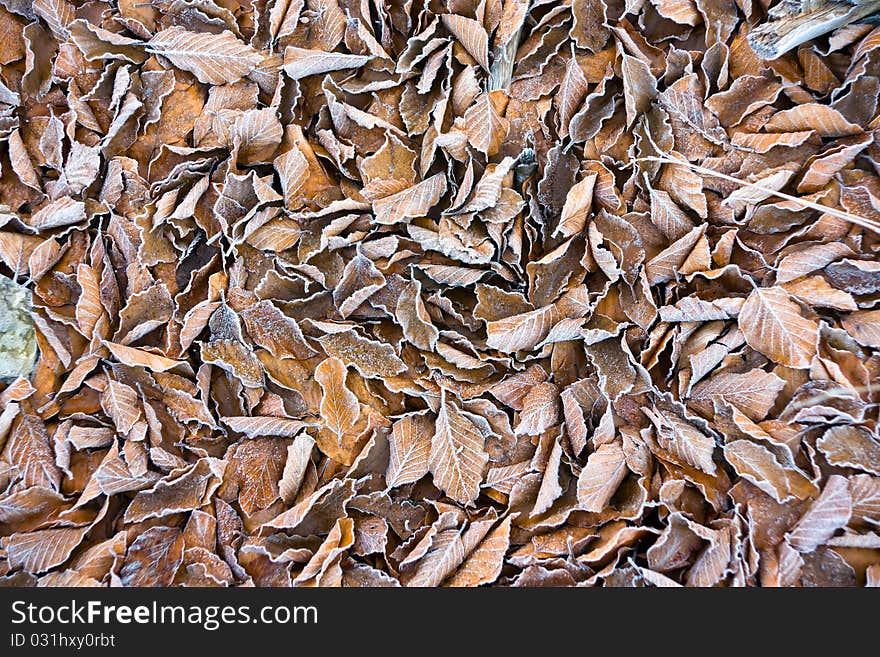 Background of frosty leaves on a cold fall morning