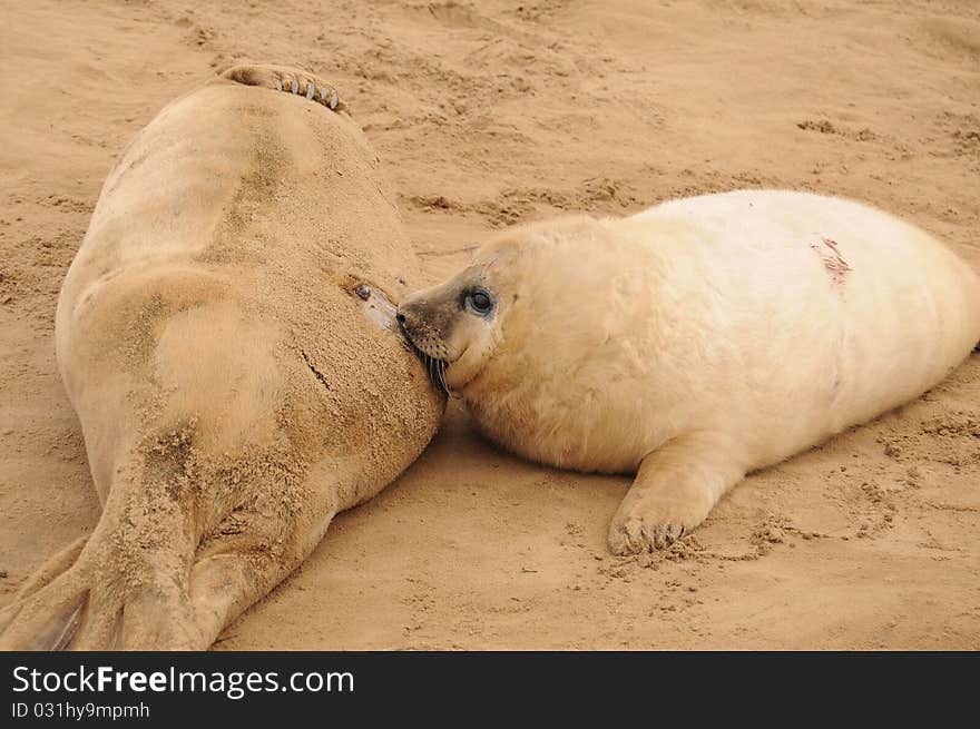 Very cute grey atlantic seal pup (Halichoerus grypus) suckling on its mother breast on the sand at Donna Nook Lincolnshire beach colony, United Kingdom. Very cute grey atlantic seal pup (Halichoerus grypus) suckling on its mother breast on the sand at Donna Nook Lincolnshire beach colony, United Kingdom