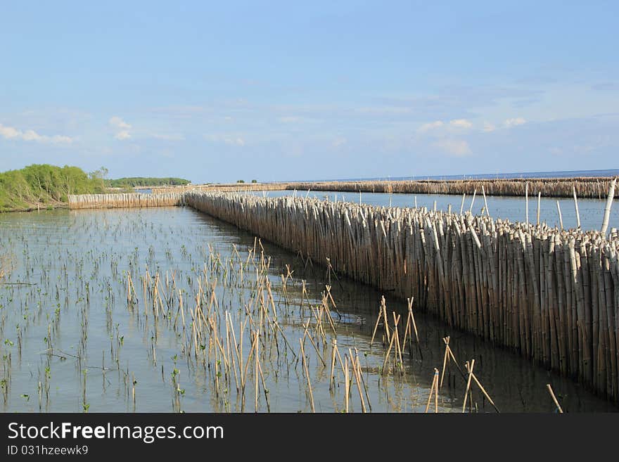 Bamboo Wall Barrier Waves