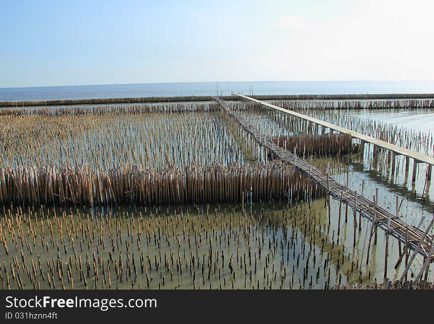 Bamboo sea Blocks in a line as the mangrove forest