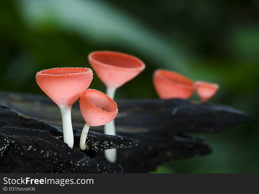 Champagne mushroom