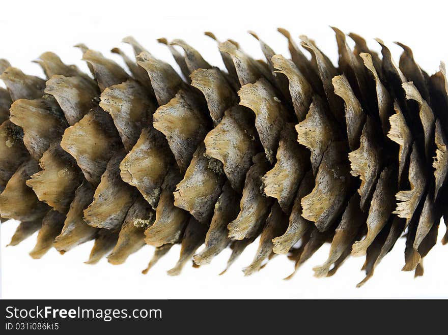 Pine Cone