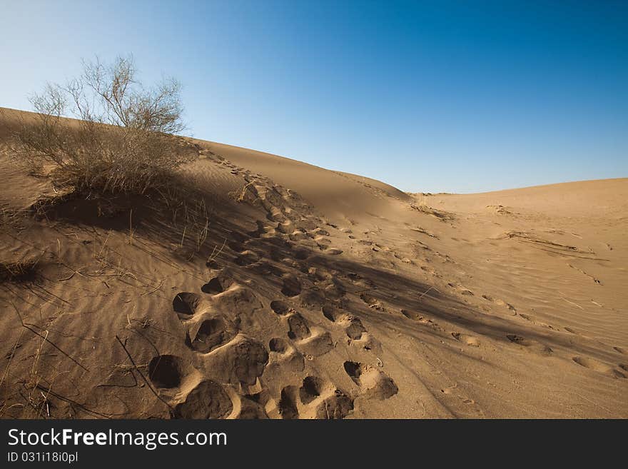 Dry desert. Very hot sand.