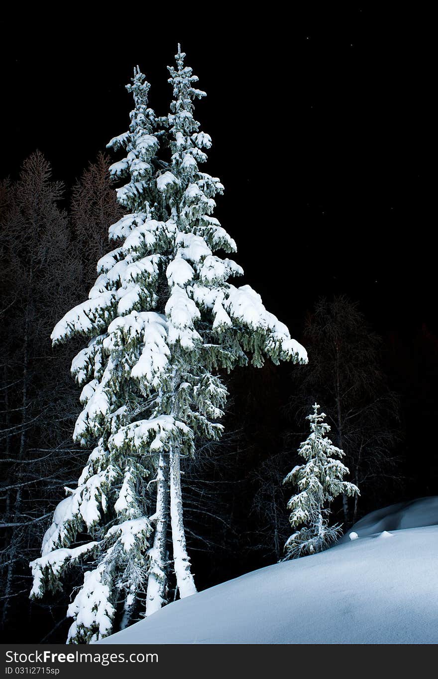 Spruces in the snow at night