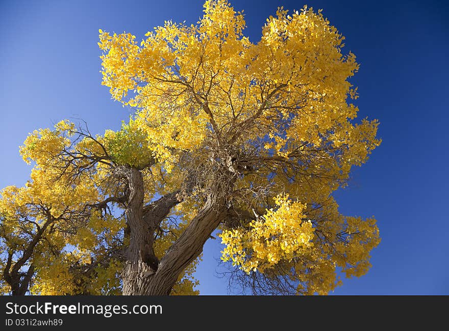 Inner Mongolia, China EJINAQI of Populus euphratica