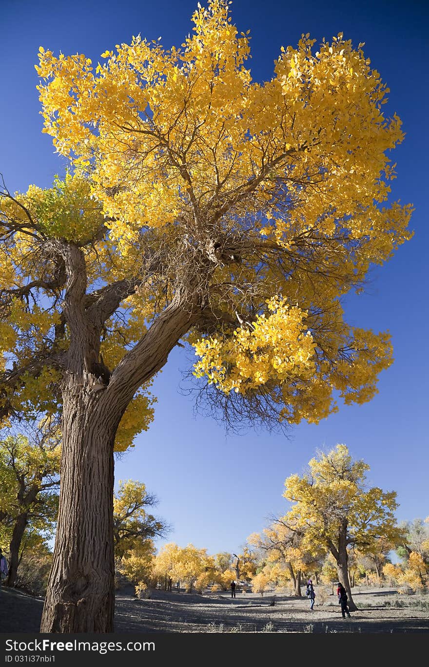 Inner Mongolia, China EJINAQI of Populus euphratica