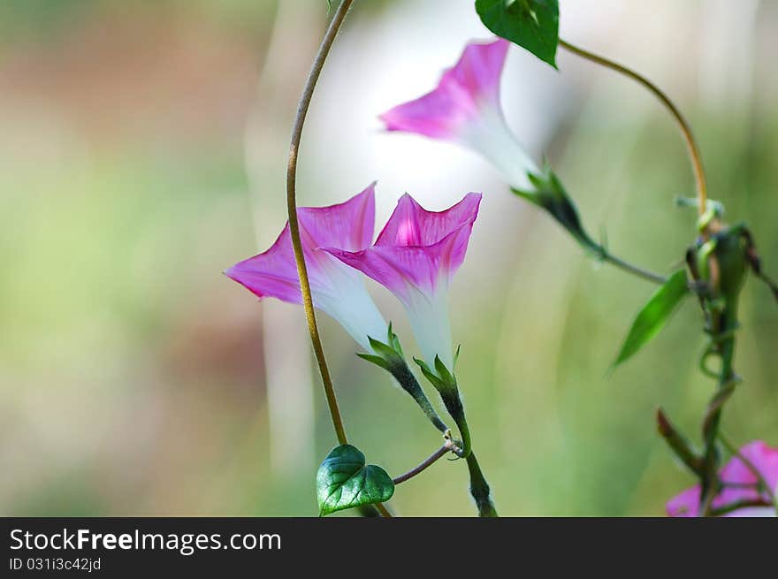 Pink Morning Glory on out focus Background.