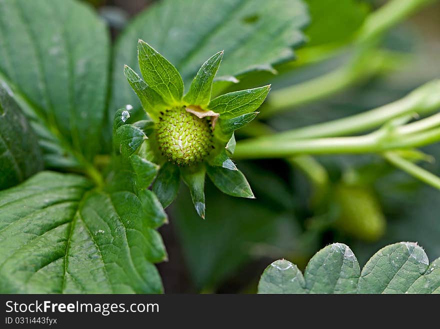 Greenhouse Strawberries not yet mature, the flowers still open. Greenhouse Strawberries not yet mature, the flowers still open.