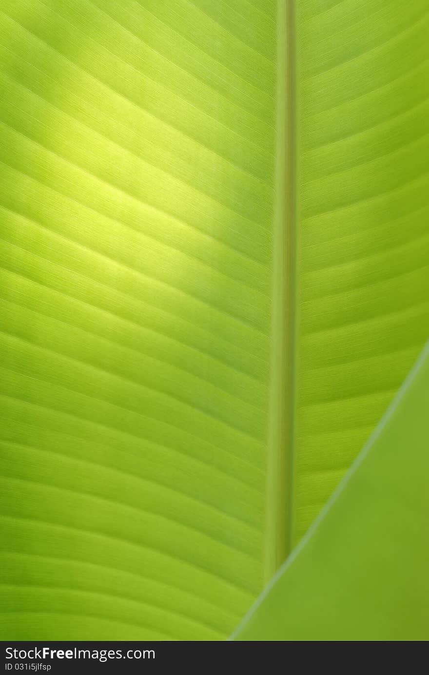 Sunny dorp on green banana leaves.