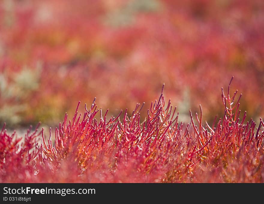 Red vegetation, China EJINAQI of Populus euphratica