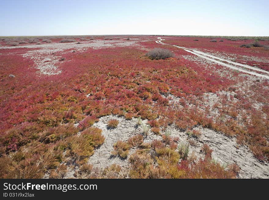 Red vegetation, China EJINAQI of Populus euphratica