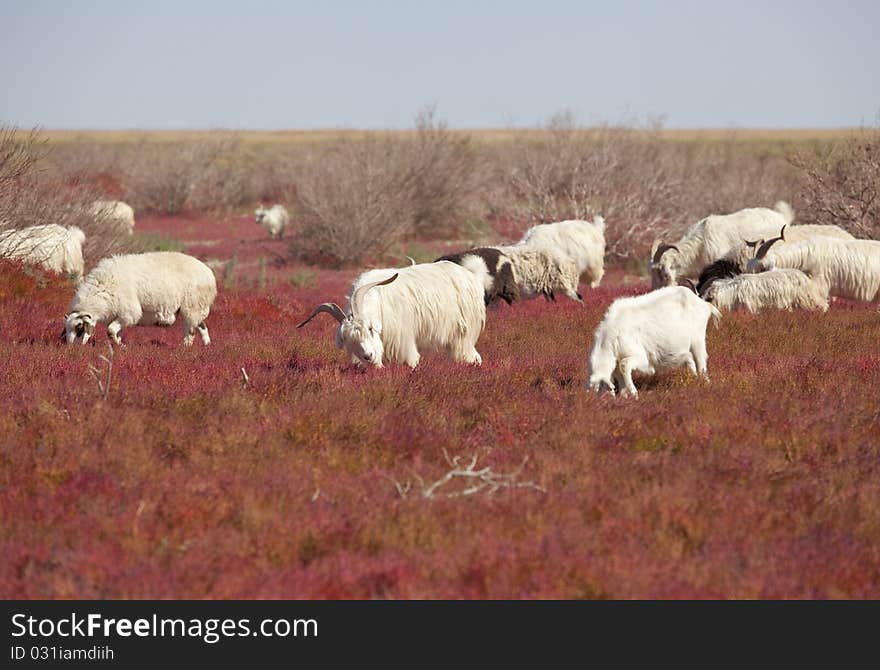 Goat on the prairie ,EJINAQI.