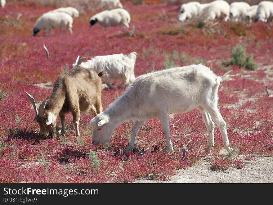 Sheep on the prairie, China EJINAQI of Populus euphratica