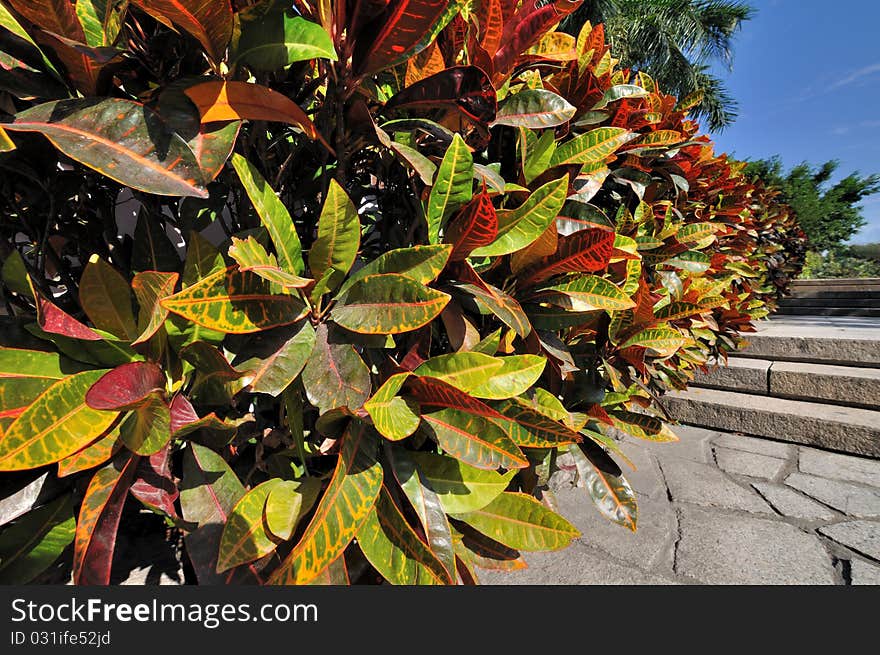 Colorful leaves of holly in wide view angle, a type of bush grow in subtropical area.