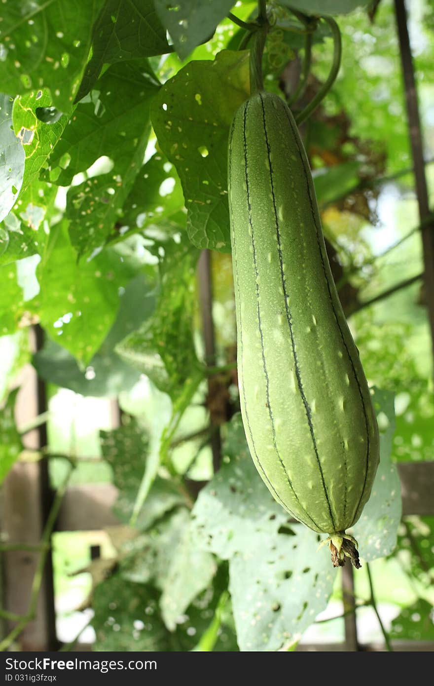 Green Gourd