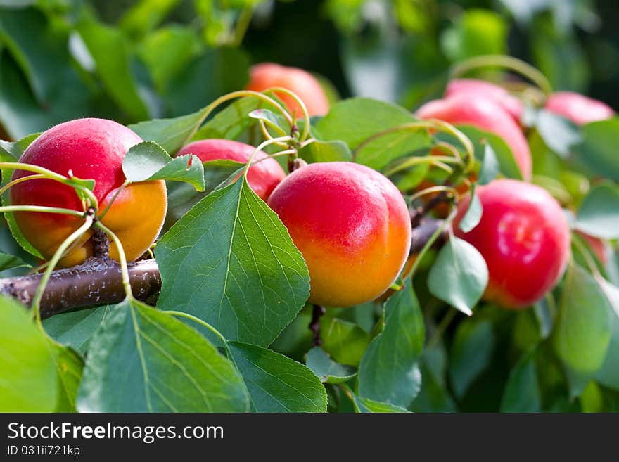 Apricots in the sun