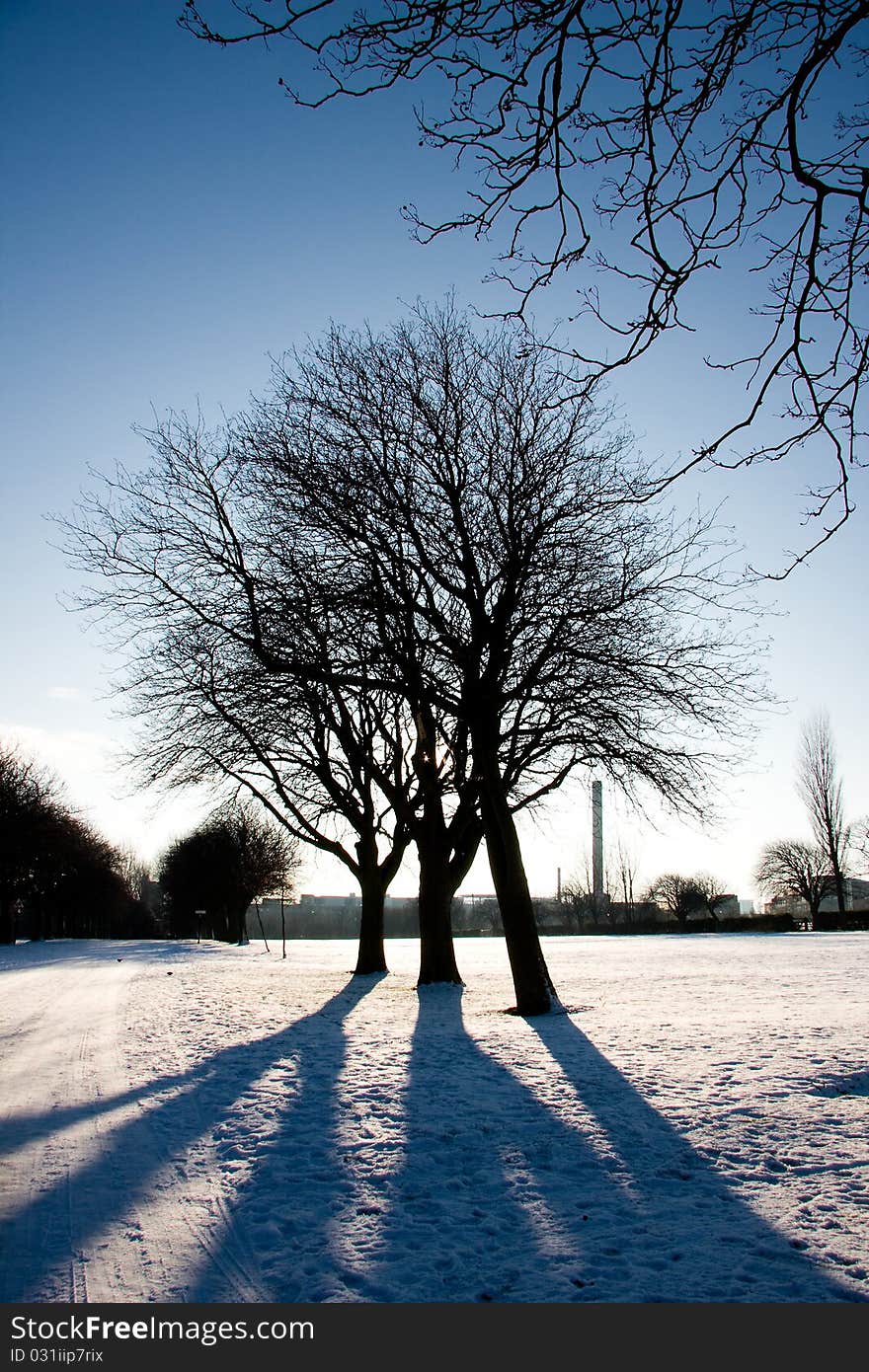 Silhouette of three trees in winter