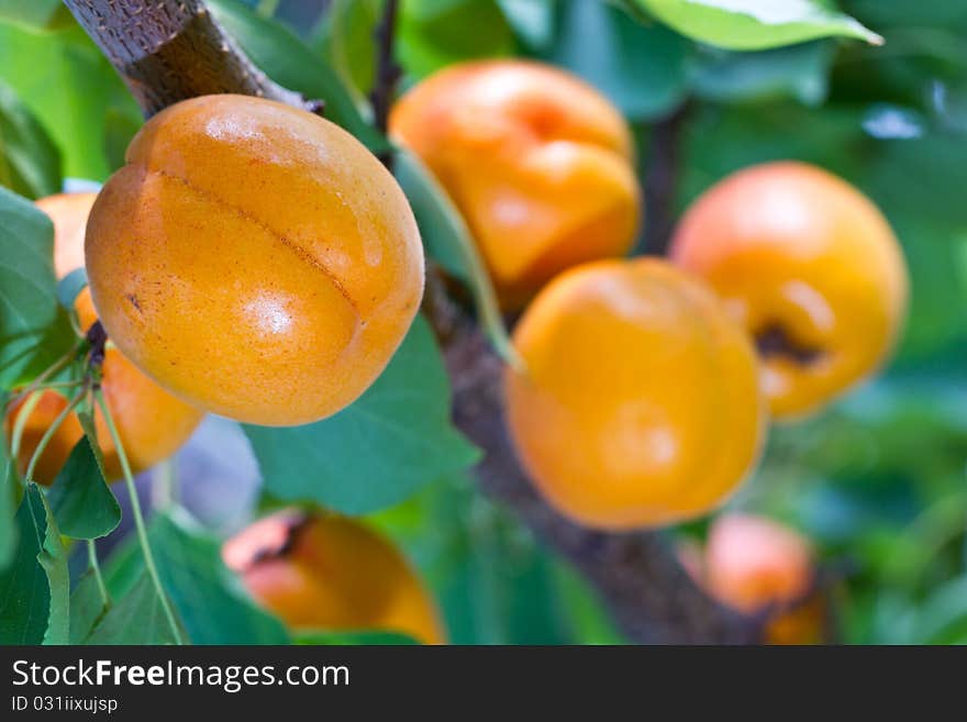 An Apricot just before picking - ready to eat. An Apricot just before picking - ready to eat