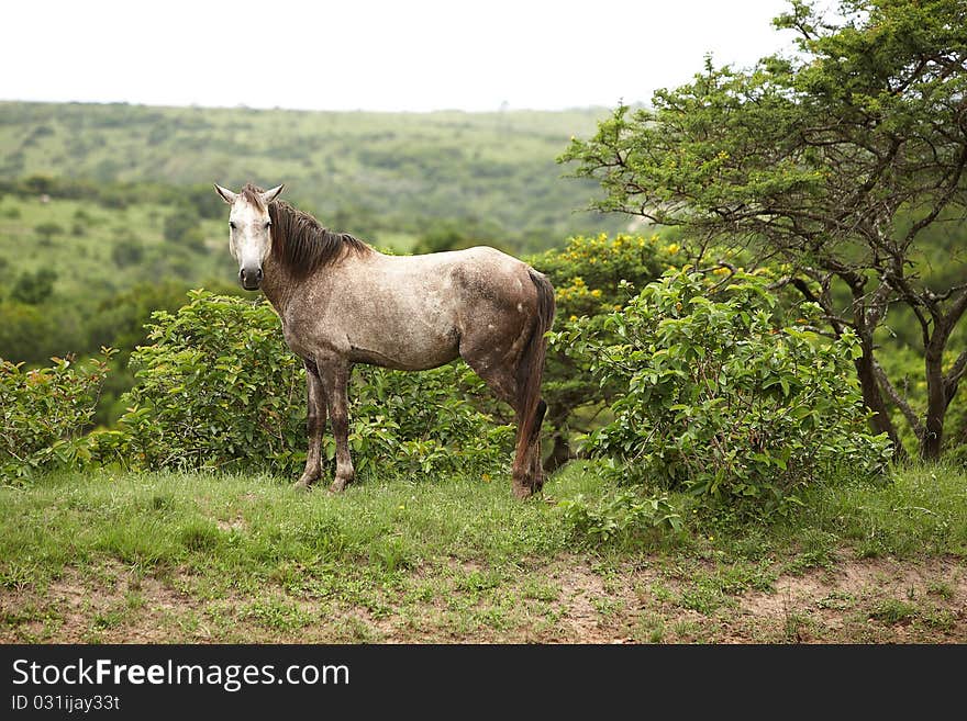 Wild horse