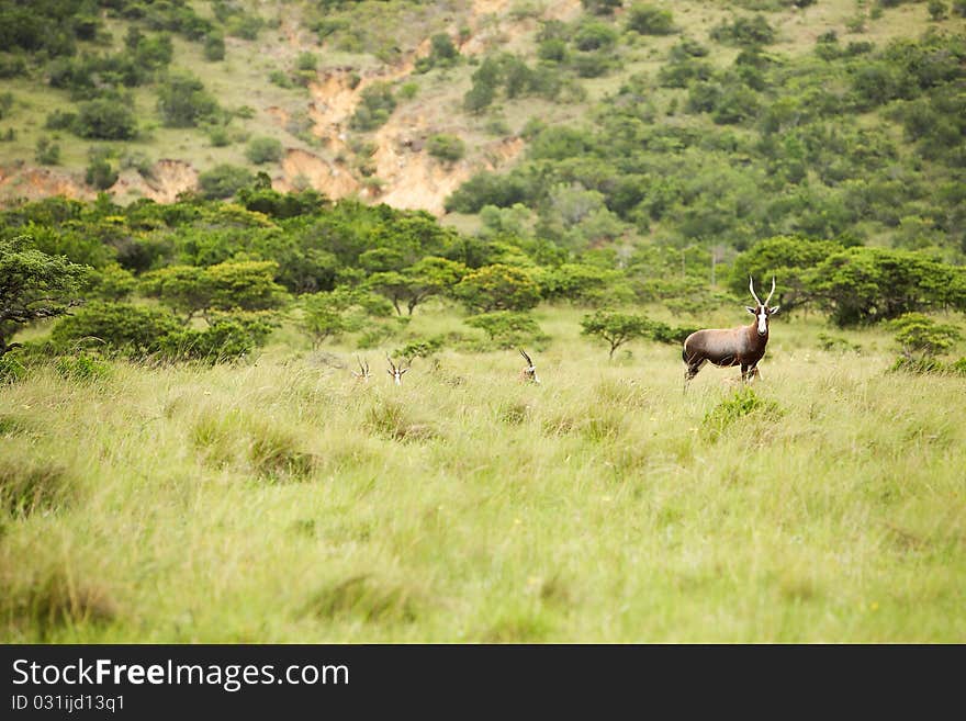 Antelope kudu in savanna East Africa