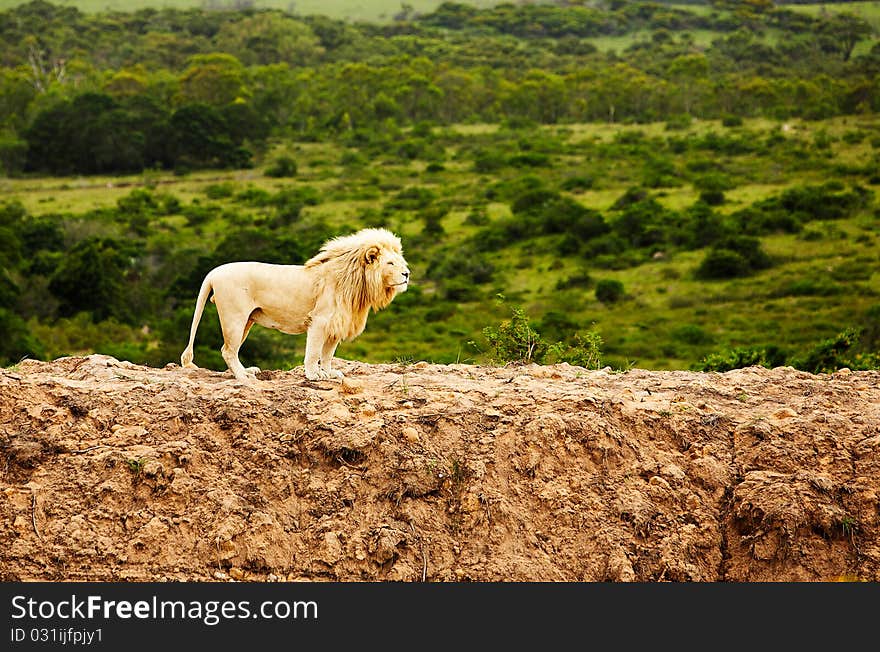 Rare white lions in savanna. South Africa