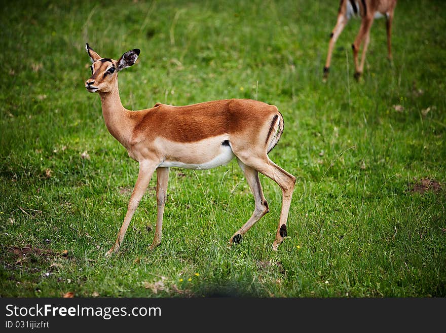 The troop of antelope impala in South Africa