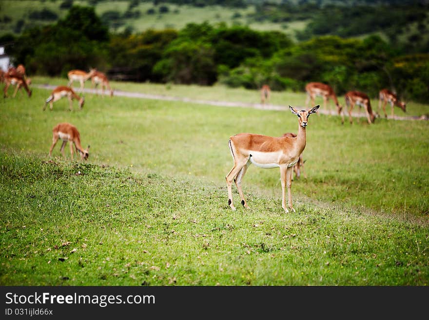 The troop of antelope impala in South Africa