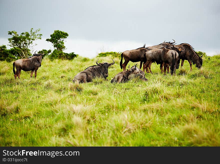 The flock of antelopes gnu in South Africa. The flock of antelopes gnu in South Africa