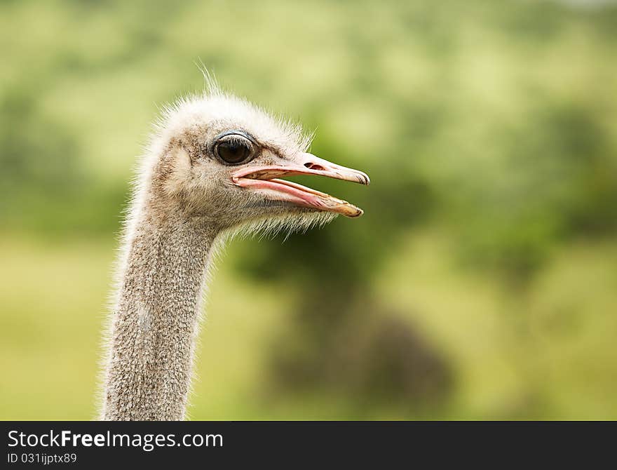 Male ostrich