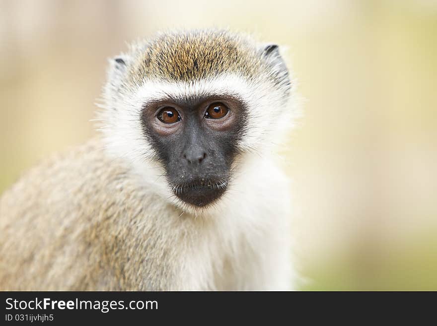 Portrait of monkey sitting and posing. Safari