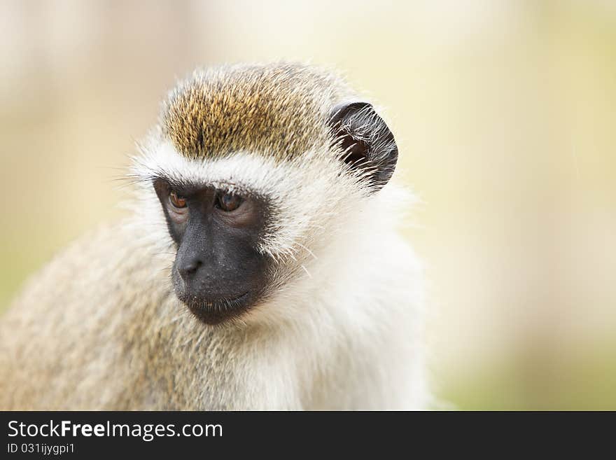 Portrait of monkey sitting and posing. Safari