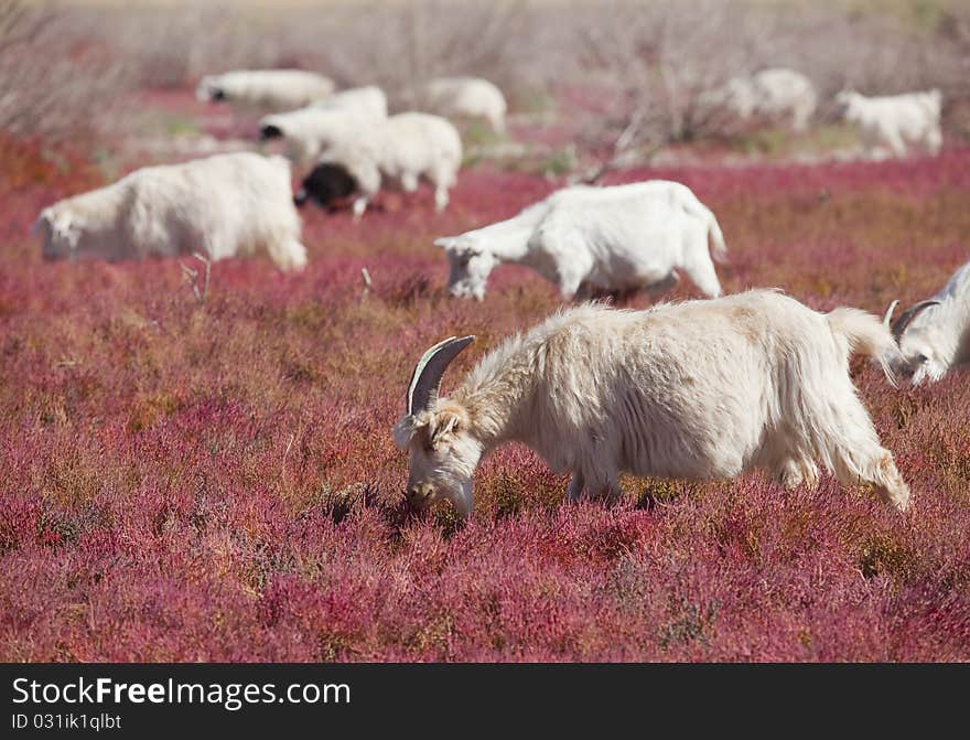 Goat on the prairie ,EJINAQI.