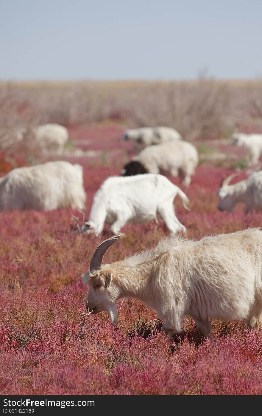 Goat on the prairie ,EJINAQI.