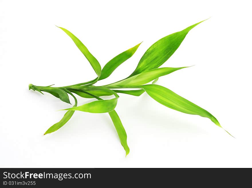 An image of green bamboo on white background