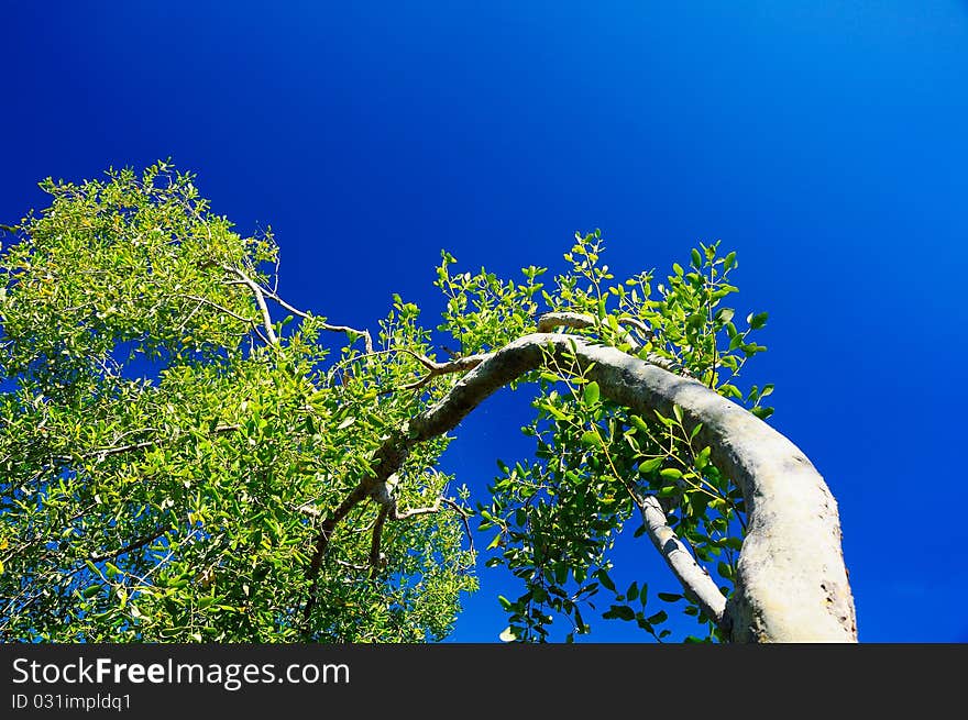 Tree in the sky, at the sea Bankkhuntian Bangkok of Thailand