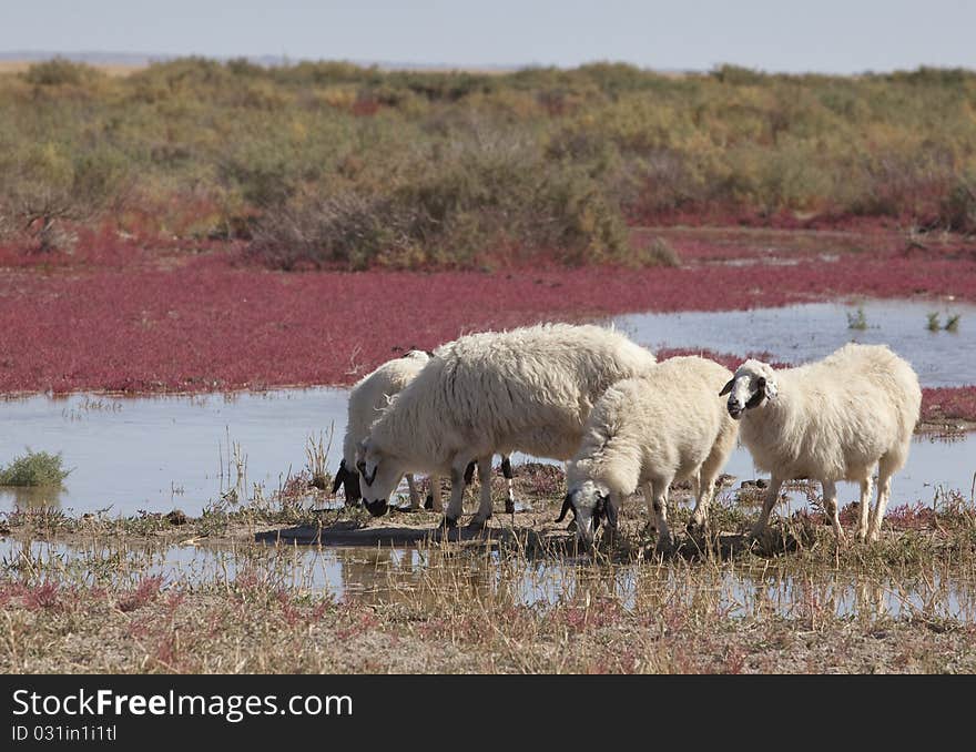 Sheep on the prairie, China EJINAQI of Populus euphratica