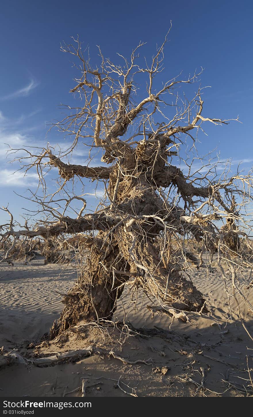 Populus dead in the desert., China EJINAQI of Populus euphratica